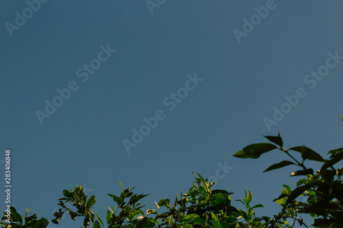 blue sky and lemon leaves