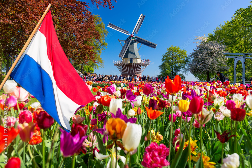 Blooming colorful tulips flowerbed in public flower garden with windmill and waving netherlands flag on the foreground. Popular tourist site. Lisse, Holland, Netherlands. - obrazy, fototapety, plakaty 