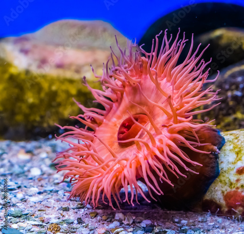 beautiful closeup of a beadlet sea anemone, tropical water animal specie from the mediterranean sea and the atlantic ocean, Marine life background