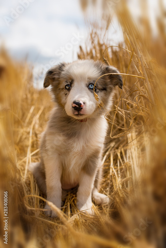 Border collie puppy in a stubblefield © DoraZett