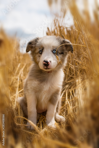 Border collie puppy in a stubblefield