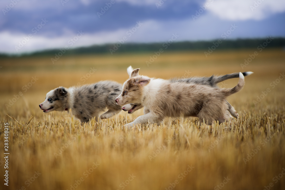 Fototapeta premium Border collie puppies running in a stubblefield