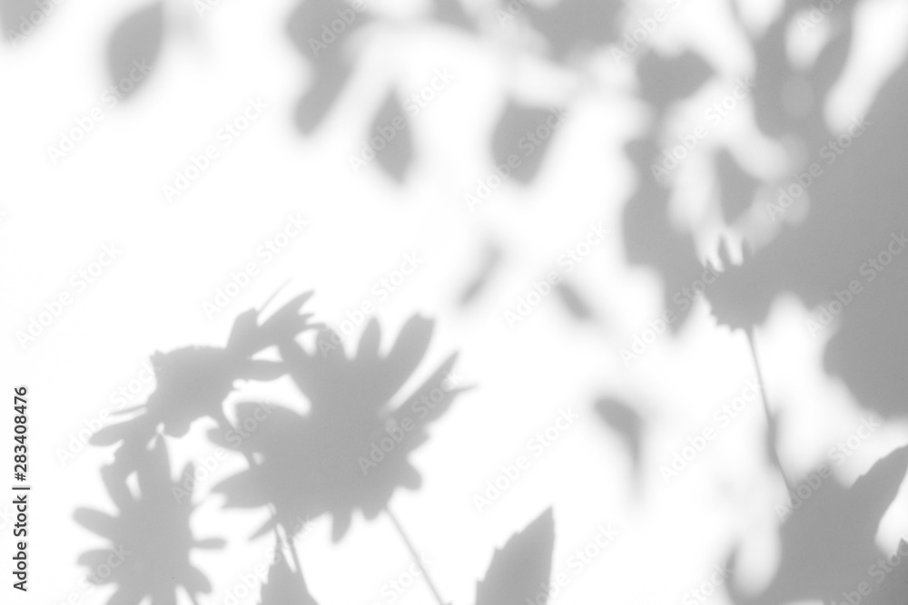Gray shadows of the flowers on a white wall. Abstract neutral nature concept background. Space for text. Blurred, defocused - obrazy, fototapety, plakaty 