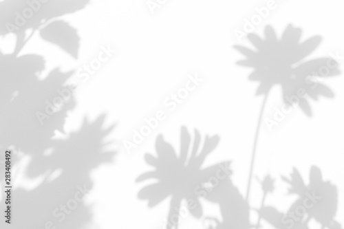 Gray shadows of the flowers on a white wall. Abstract neutral nature concept background. Space for text. Blurred, defocused