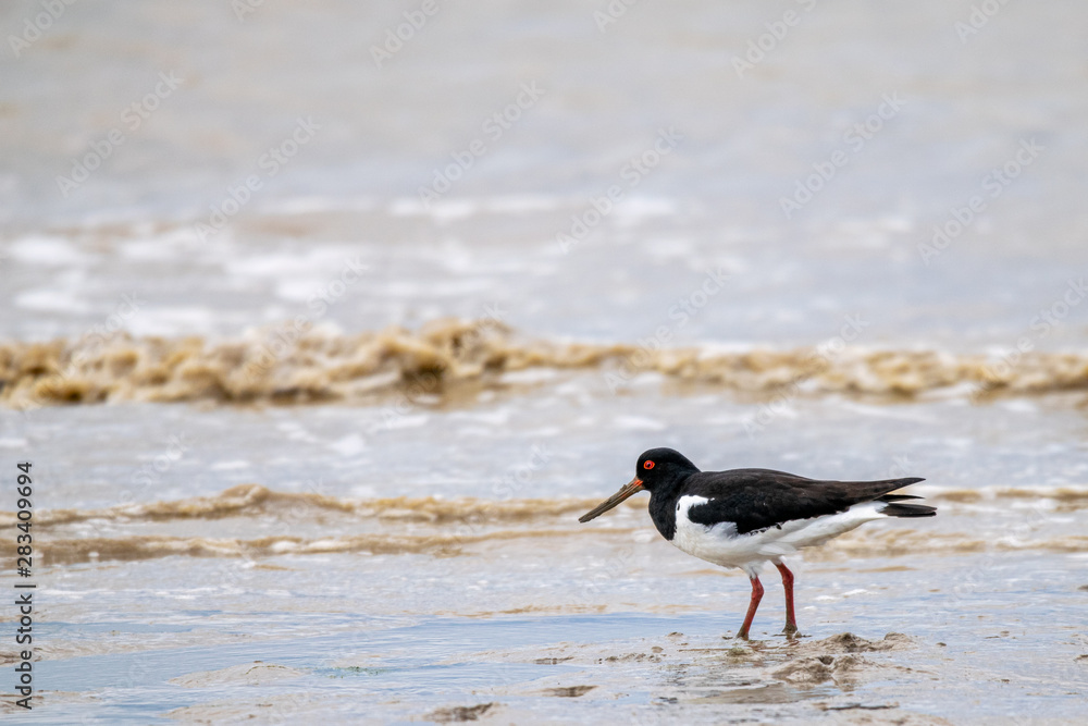 Oyster catcher (Haematopus ostralegus) searching for food along the mud flat coastline of Bradwell on Sea, Essex, UK Oyster catcher (Haematopus ostralegus) searching for food along the mud flat coastline of Bradwell on Sea, Essex, UK
