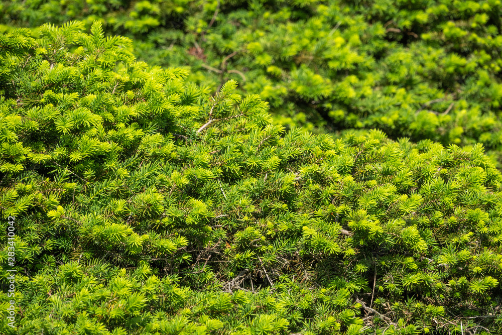 Background from green fir branches. Background from green fir branches.