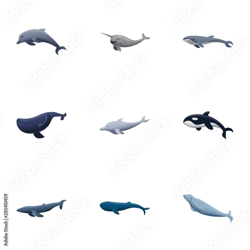 Wildlife whale icon set. Cartoon set of 9 wildlife whale vector icons for web design isolated on white background