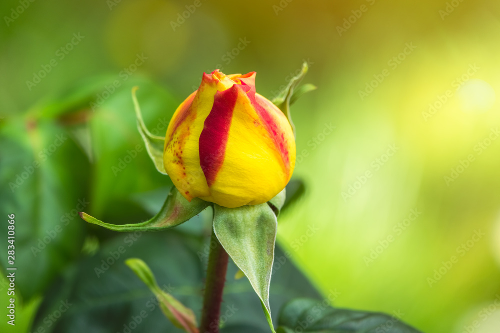 Yellow-red unopened rose bud on a beautiful green and yellow blurred background. Yellow-red unopened rose bud on a beautiful green and yellow blurred background.