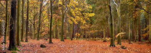 Autumn woodland panoramic scene