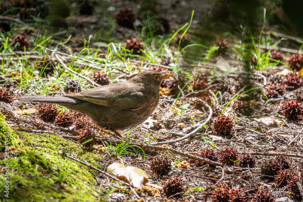 A blackbird female sits in a green meadow in the forest. The common blackbird, Turdus merula. A blackbird female sits in a green meadow in the forest. The common blackbird, Turdus merula.