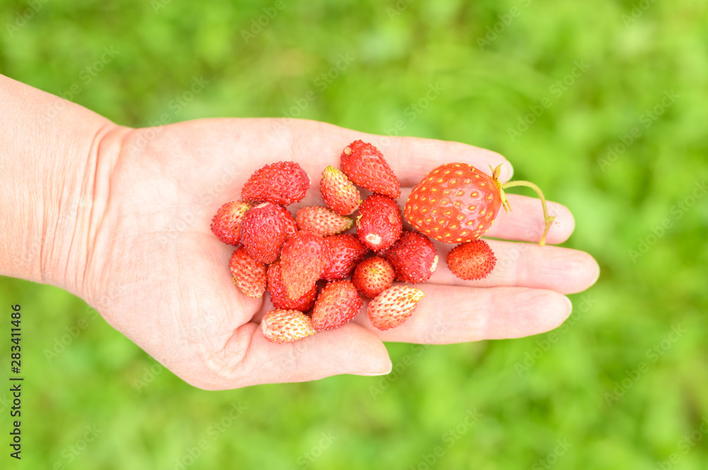 A handful of juicy ripe strawberries in hand A handful of juicy ripe strawberries in hand