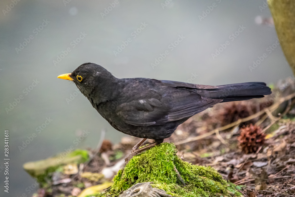 The male blackbird sits on the green shore of the pond. The common blackbird, Turdus merula. The male blackbird sits on the green shore of the pond. The common blackbird, Turdus merula.