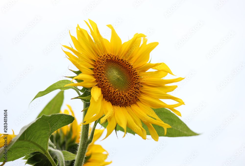 Obraz premium Sonnenblume