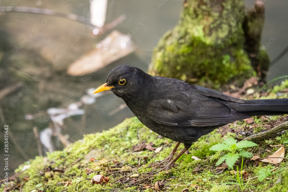 The male blackbird sits on the green shore of the pond. The common blackbird, Turdus merula. The male blackbird sits on the green shore of the pond. The common blackbird, Turdus merula.