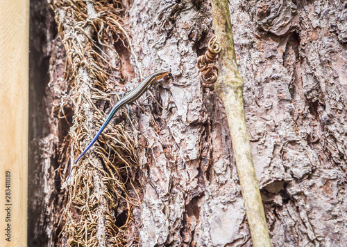 Five Lined Blue Tail Skink or Plestiodon Fasciatus:  Five Lined Blue Tail Skink or Plestiodon Fasciatus on a pine tree in Coatopa, Alabama.  photo