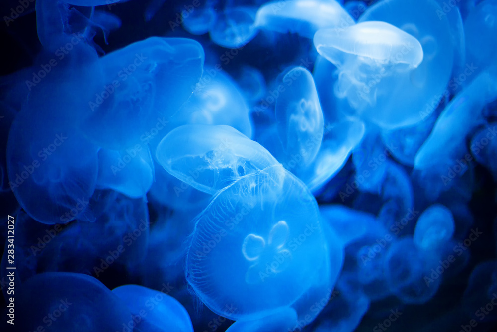 jellyfish in blue illuminated water jellyfish in blue illuminated water