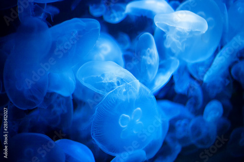 jellyfish in blue illuminated water © russieseo