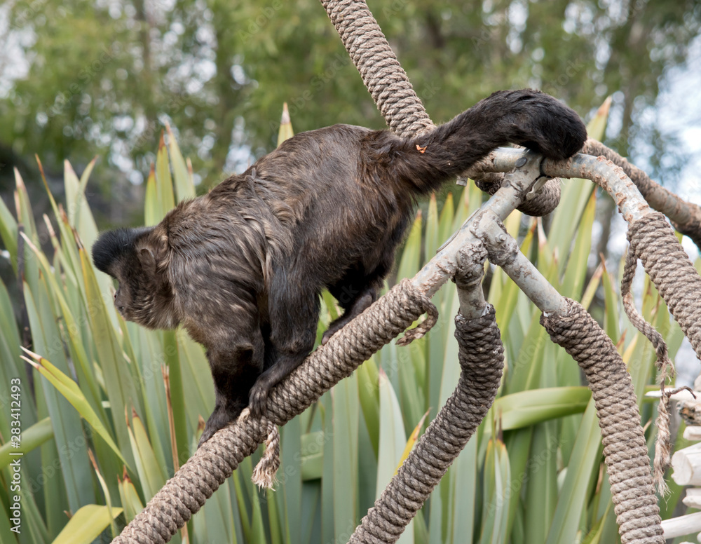 Fototapeta premium black capped cupuchin eating