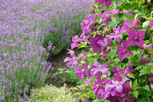 Beautiful clematis flowers in foreground and lavender on background not in focus.