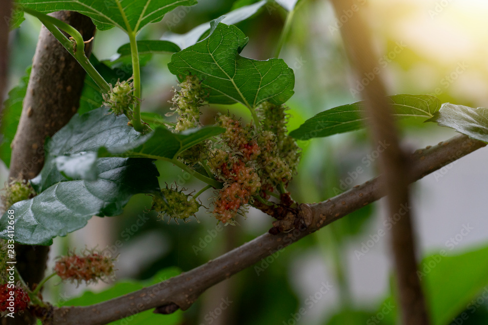 Mulberry balls are ripe and raw under the branches of the tree under the blue sky. Mulberry balls are ripe and raw under the branches of the tree under the blue sky.