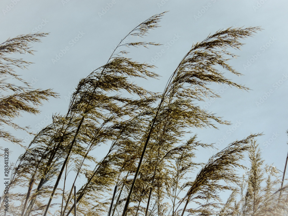 Fototapeta premium Windy