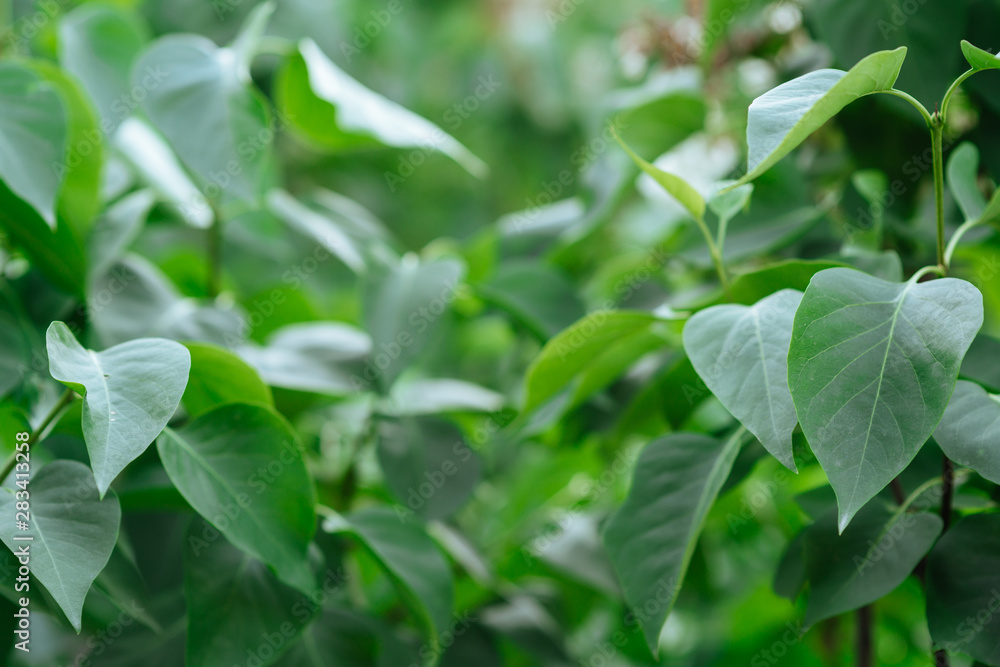 Obraz premium Lilac leaves Spring blooming lilac flowers. Lilac flowers