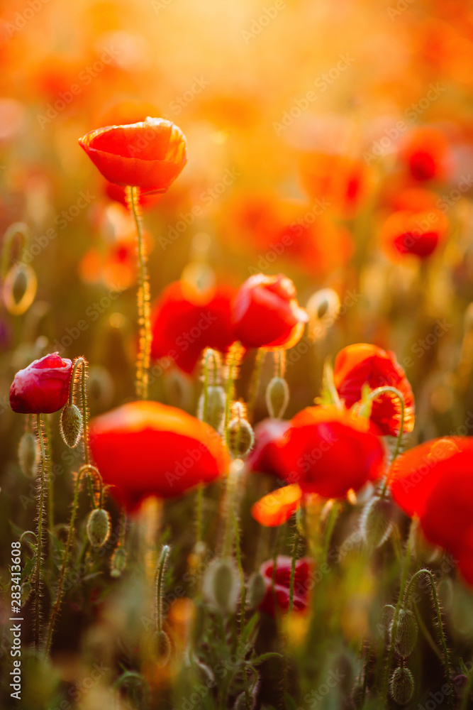 Fototapeta premium Flower poppy flowering on background poppies flowers. Nature.