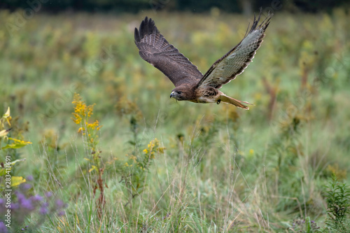 Red-Tailed Hawk flying low over an open field with wildflowers, wings are up.