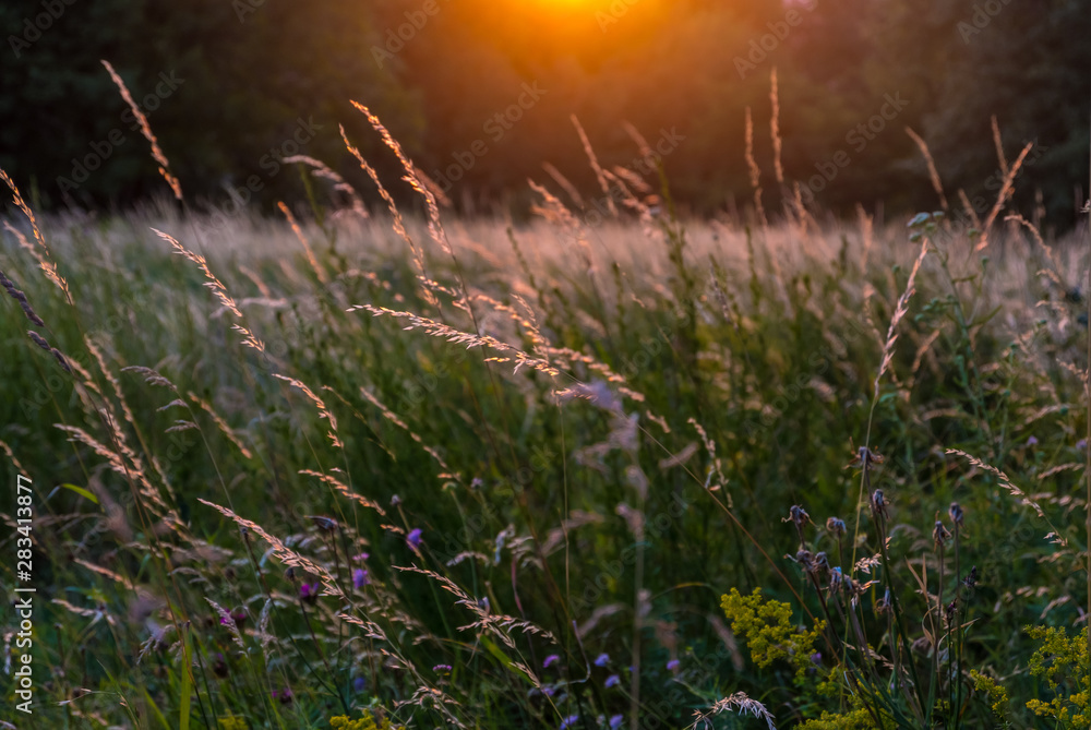 Golden sunset over the wild flowers meadow