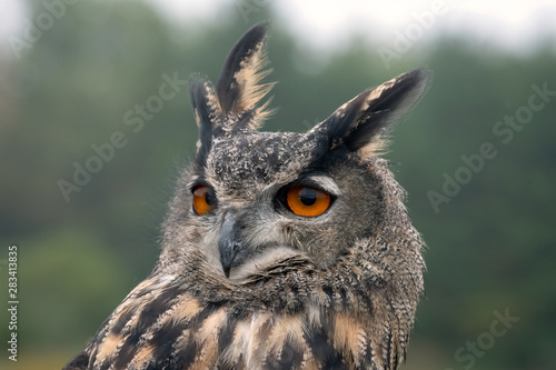 Eurasian Eagle Owl - looking to the left, with wind blowing its feathers