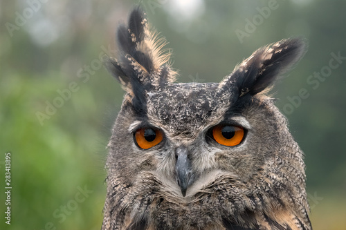 Close Up of a Eurasian Eagle Owl facing the camera © Lori Labrecque