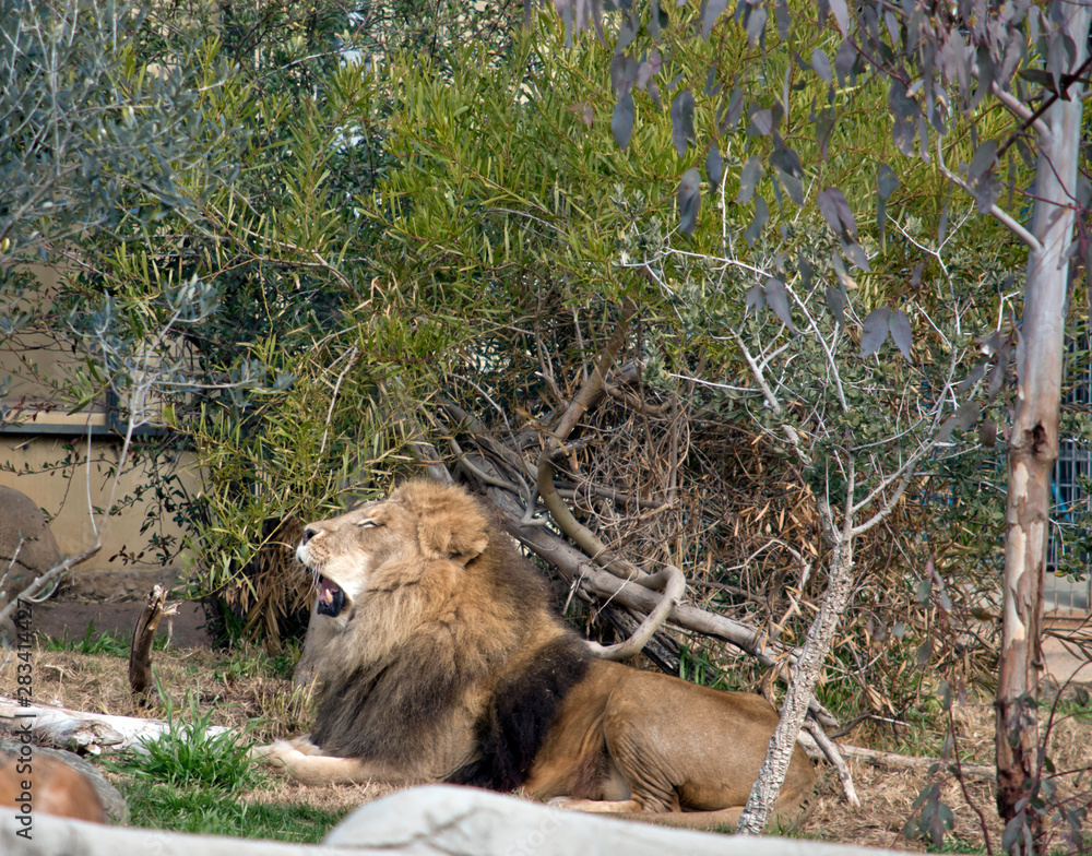 this is a side view of a lion this is a side view of a lion