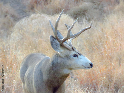 deer buck