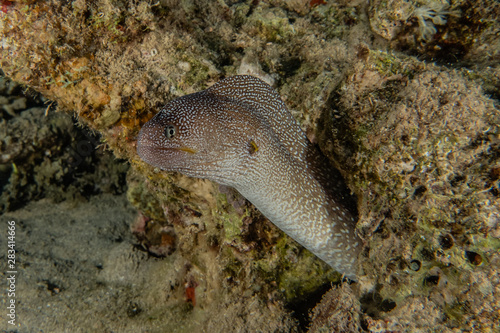 Moray eel Mooray lycodontis undulatus in the Red Sea, eilat israel © yeshaya