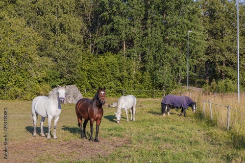 Group of colorful horses on rest in field. Animals concept. Beautiful animals backgrounds. © Alex