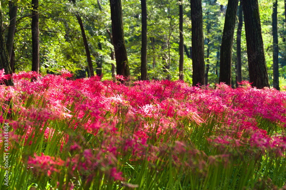 flowers in the park flowers in the park
