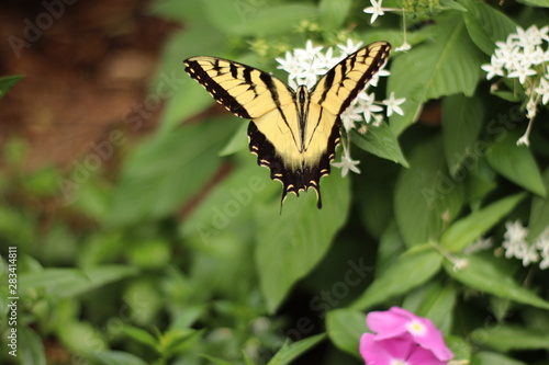 butterfly on flower wings spread