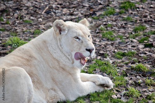 the lioness is licking her lips