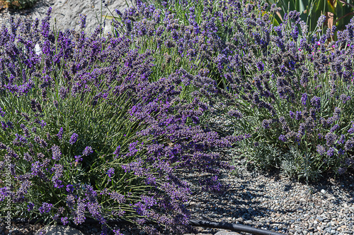 fully blooming plants of aromatic lavender plants in flower bed