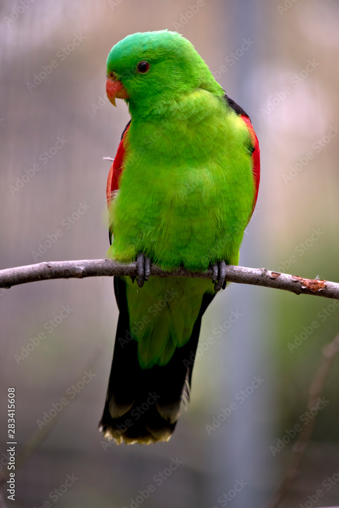 Fototapeta premium a red winged parrot on a branch