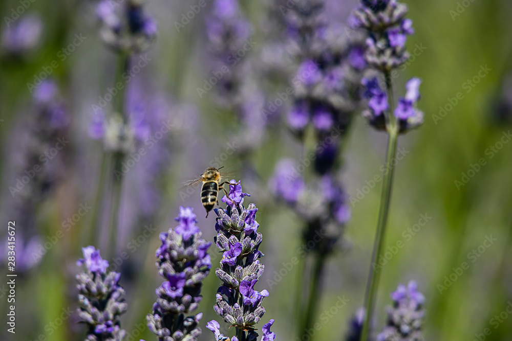 close up of glowing lavender flower twigs with a honey bee close up of glowing lavender flower twigs with a honey bee