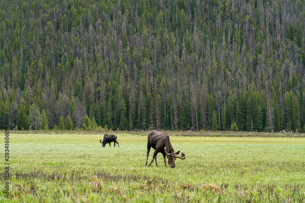 Moose in Rocky Mountain National Park Moose in Rocky Mountain National Park