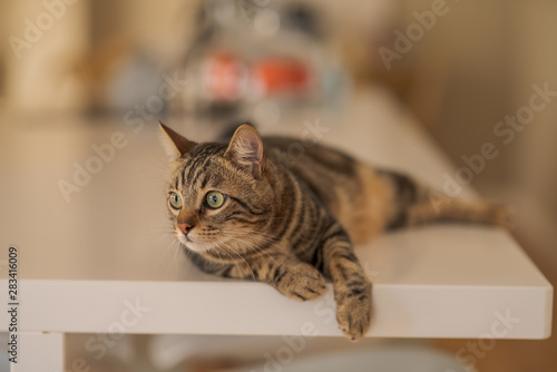 Beautiful short hair cat lying on white table at home