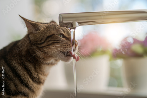Fototapeta Naklejka Na Ścianę i Meble -  Beautiful short hair cat drinking water from the tap at the kitchen