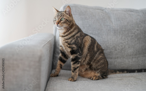Beautiful short hair cat lying on the sofa at home © Krakenimages.com