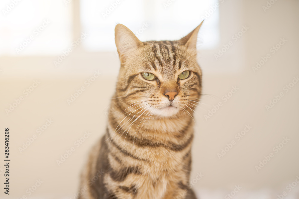 Beautiful short hair cat lying on the bed at home Beautiful short hair cat lying on the bed at home