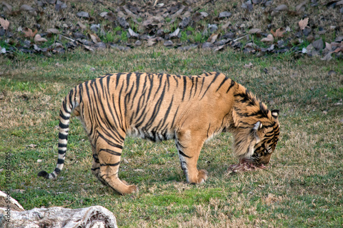 this is a side view of a tiger eating