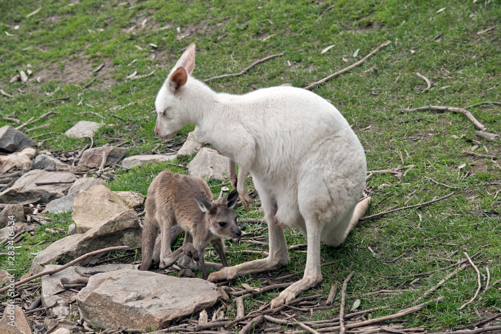 an albino western kangaroo with her brown joey an albino western kangaroo with her brown joey