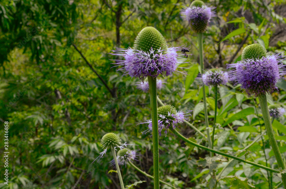 Fototapeta premium Flor Abelha
