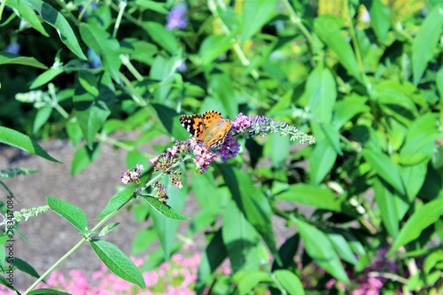 butterfly visit